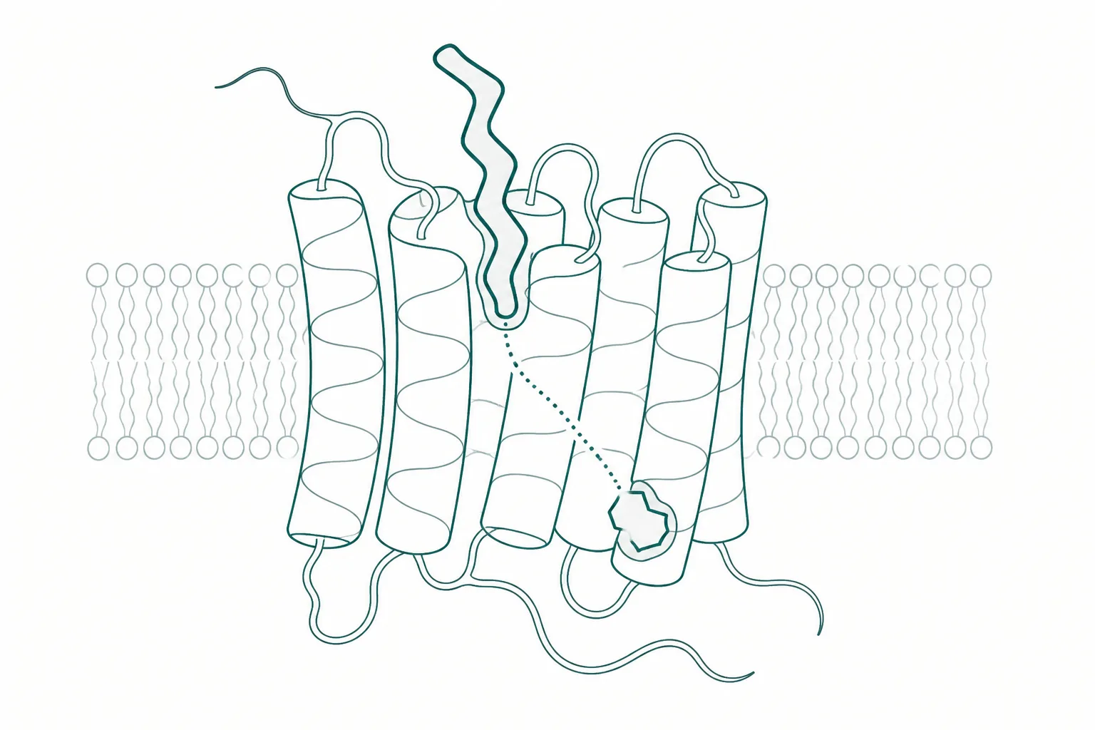 Abstract diagram of a receptor form with one ligand in a pocket at its top and a second smaller shape docked against its lower flank