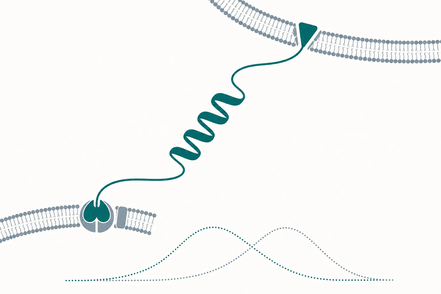 Abstract diagram of a single continuous peptide chain whose two ends terminate in differently shaped binding motifs docking into two unlike receptor slots