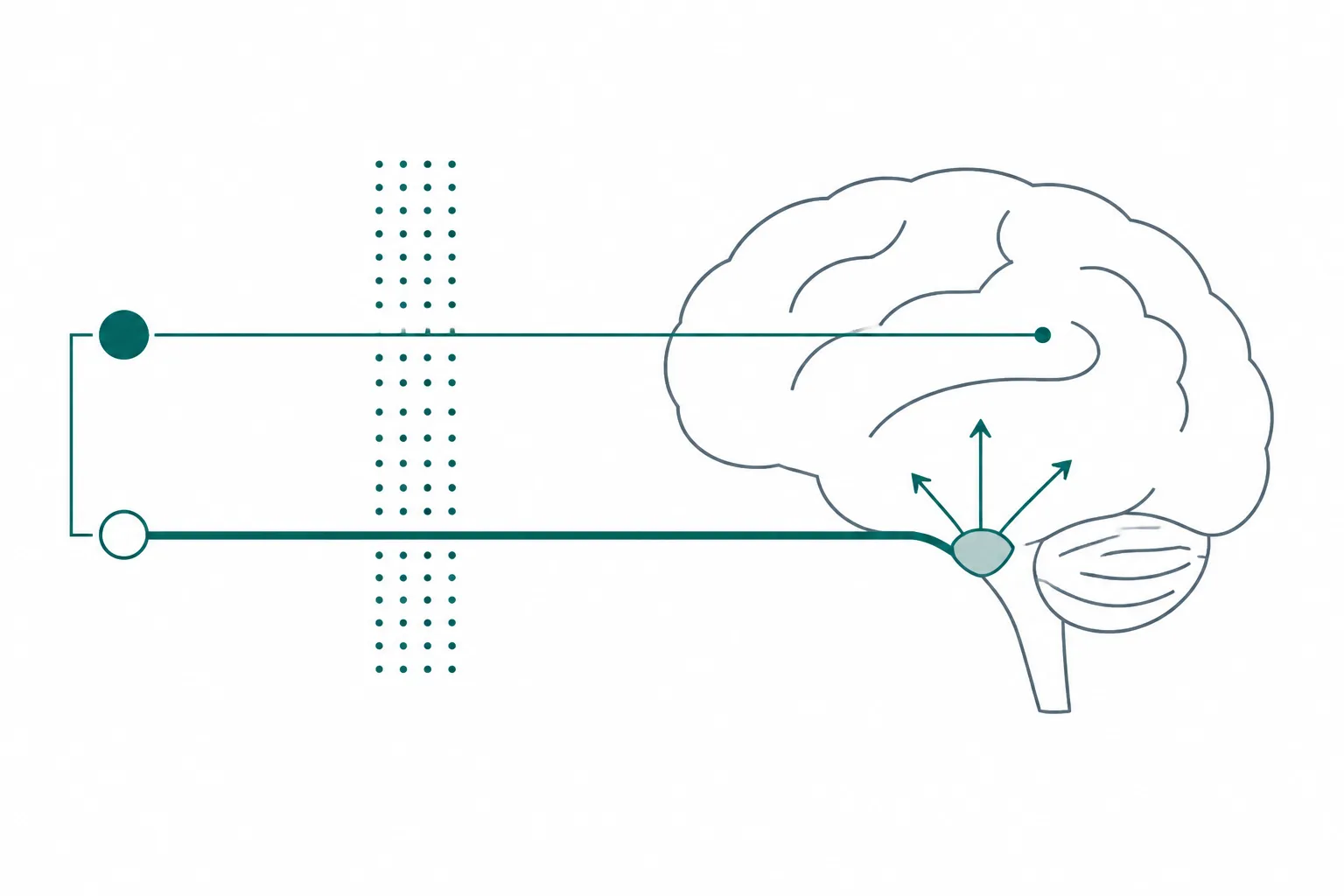 Abstract diagram showing two separate signalling routes converging on a single brain outline, one entering through a shaded permeable region at the base and the other through the interior