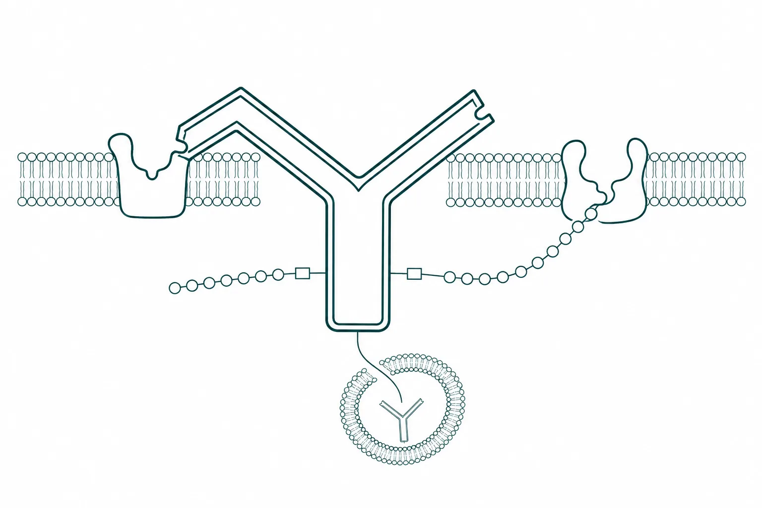 Scientific diagram of a Y-shaped antibody scaffold with two short chains attached to its lower stem by thin linkers, beside a small receptor pocket engaged by the upper arms
