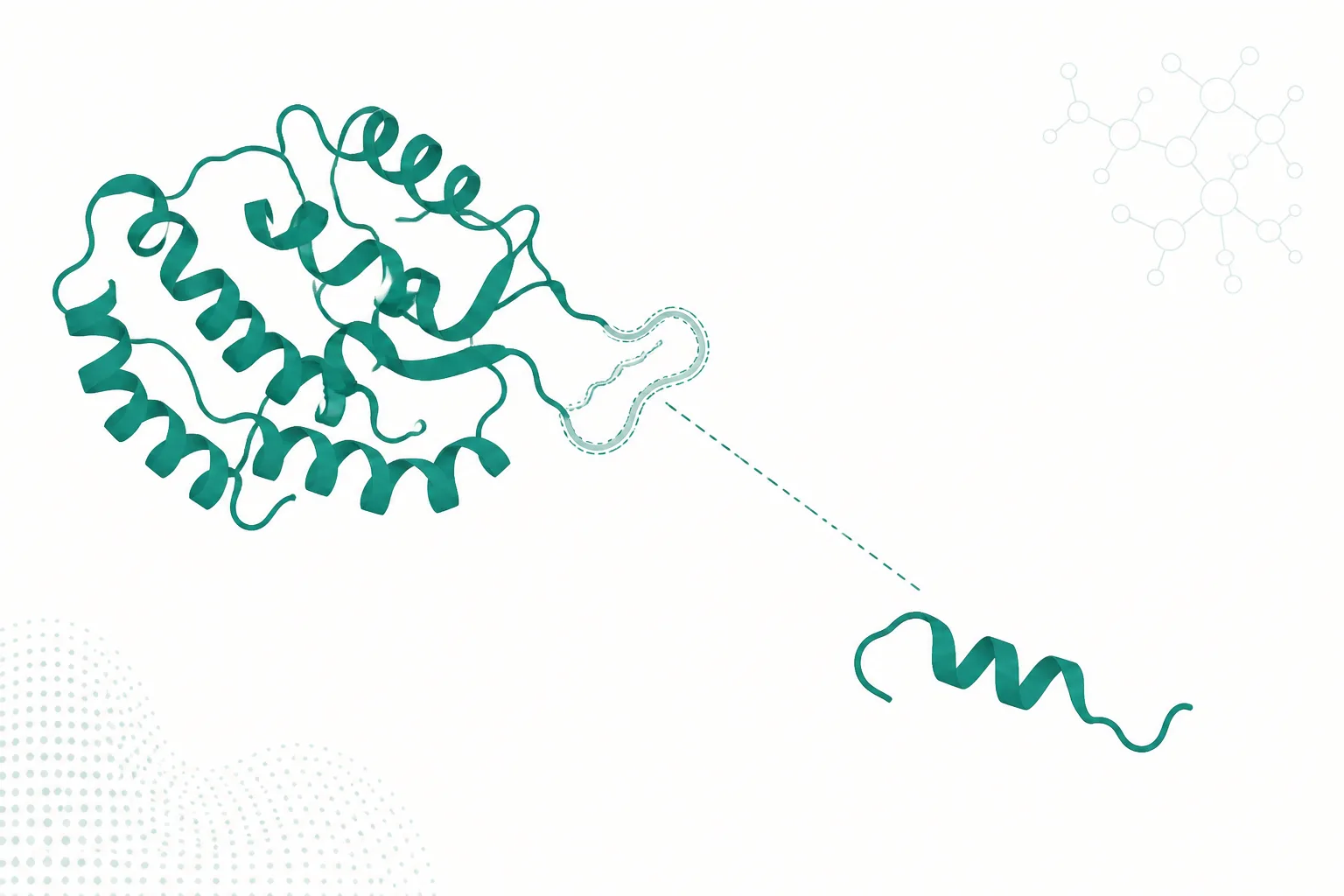 Diagram showing a long protein chain with a short terminal segment separated out from it