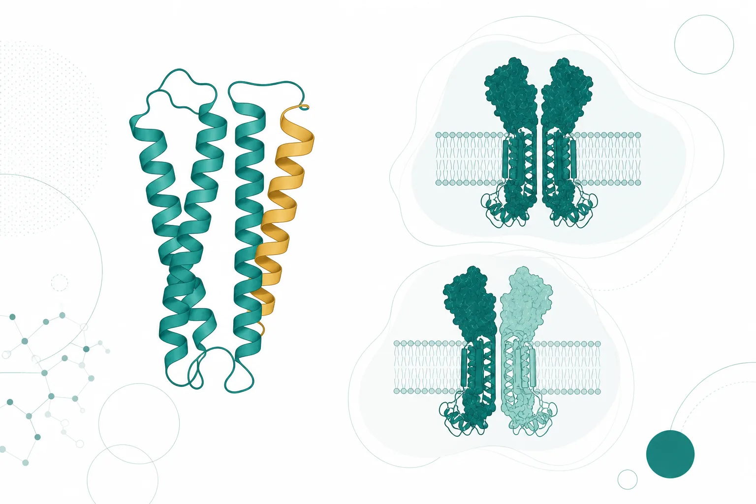 Scientific illustration of an erythropoietin tertiary structure with helix B highlighted, beside a receptor diagram contrasting a homodimer with an EPOR and beta-common heterodimer