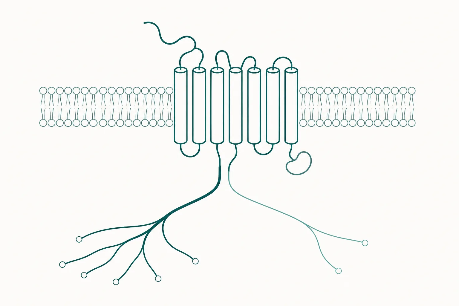 Abstract diagram of a receptor form on a membrane band with two divergent signalling routes of unequal thickness leaving its base