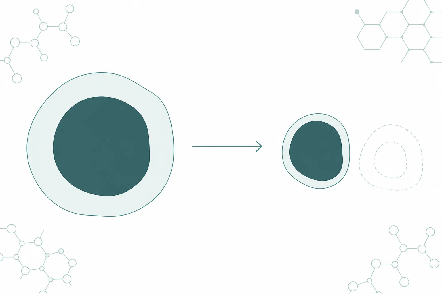 Abstract diagram of a large rounded mass divided into two layers, the outer layer shrinking substantially while the inner core stays nearly the same size
