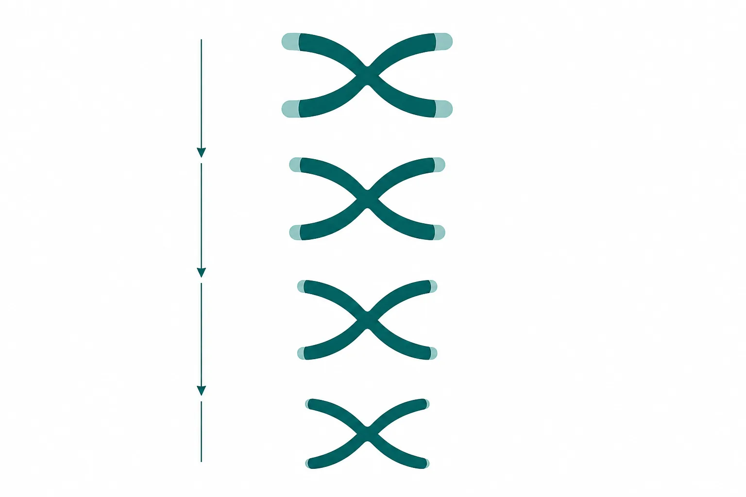 Diagram of chromosome pairs in successive rows, with the repeat segments at each chromosome end drawn progressively shorter down the column.