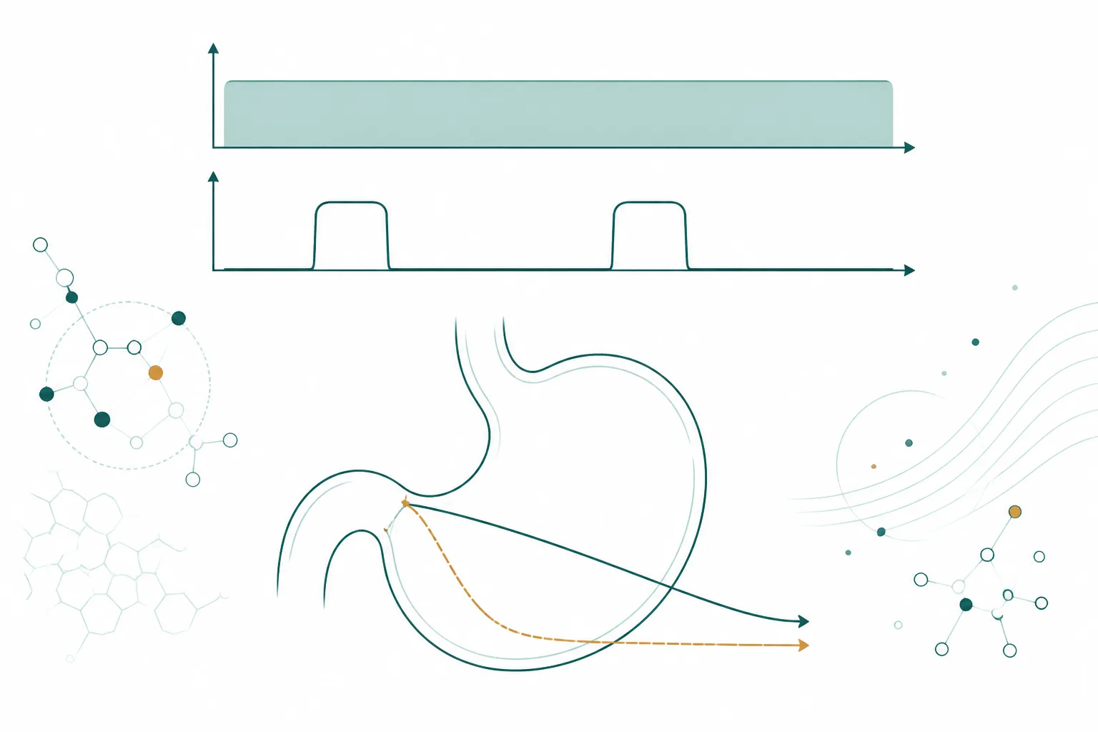 Scientific illustration contrasting continuous and pulsed receptor-occupancy traces above a stomach emptying-curve diagram showing attenuated and preserved responses