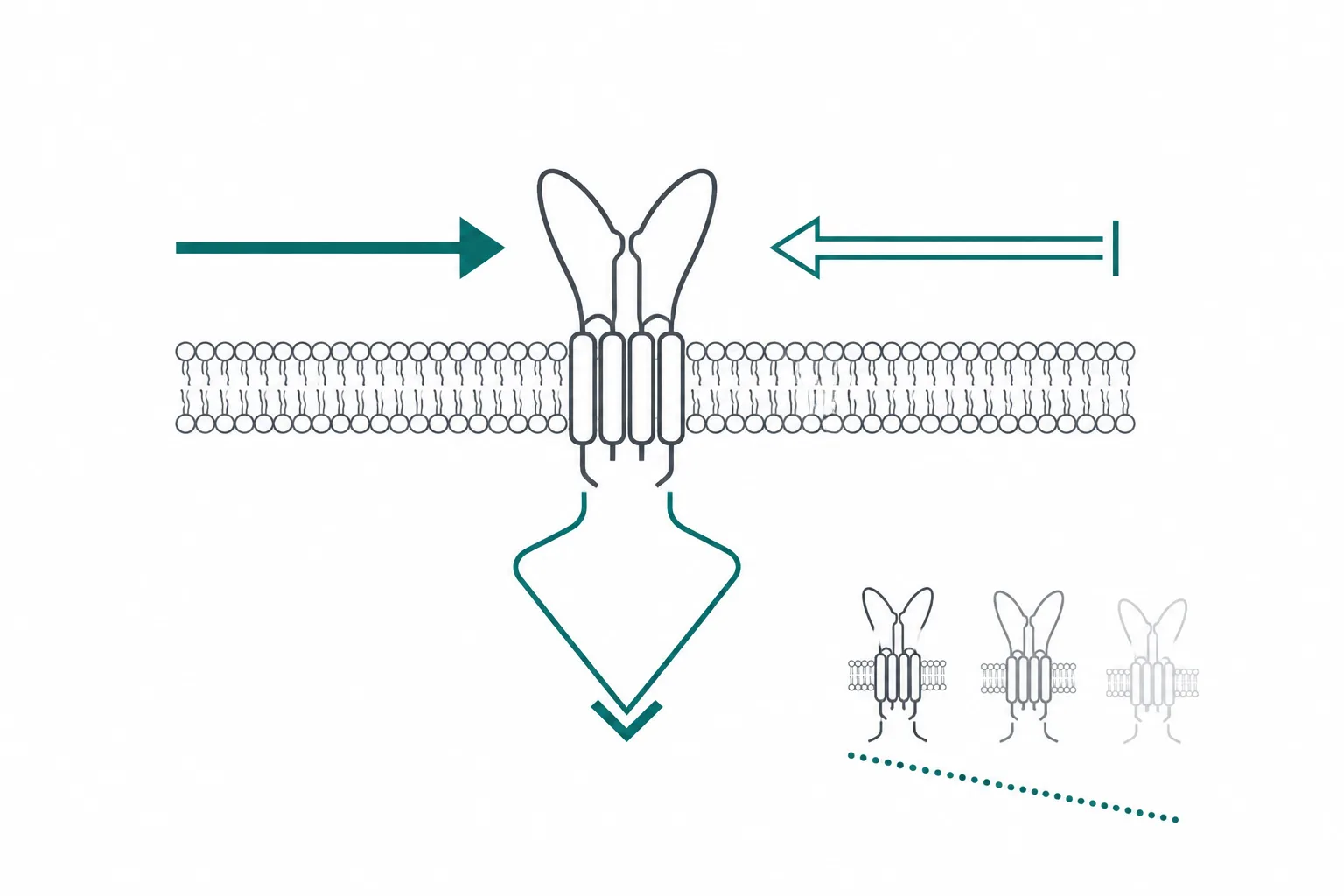 Abstract diagram of a single receptor shape with two arrows entering from opposite sides, both leading to the same downward outcome marker
