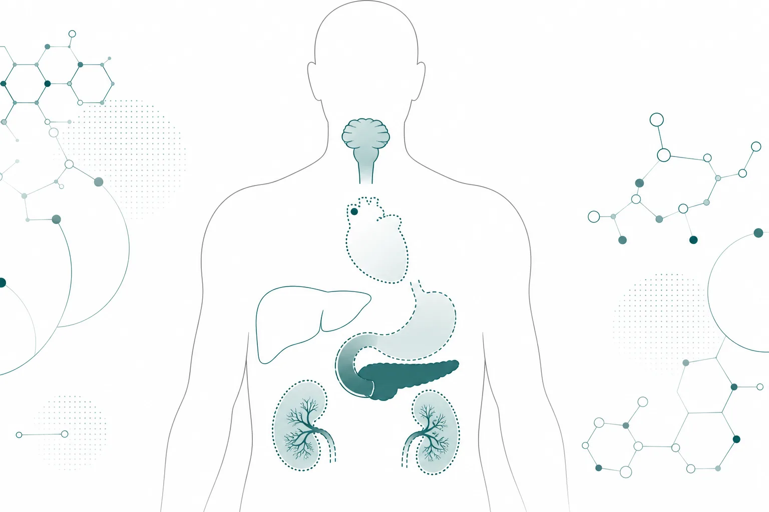 Schematic organ map with pancreas, duodenum, heart, kidneys, brainstem and an untinted liver, each organ shaded to a different depth of teal and outlined in solid, dashed or dotted strokes