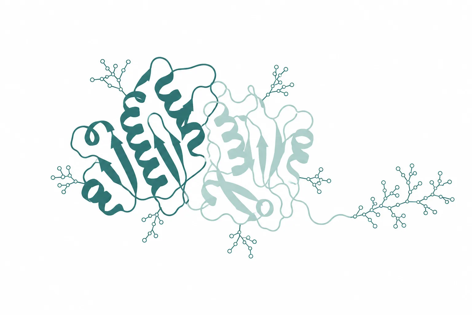 Diagram of a two-subunit glycoprotein hormone, the two protein chains nestled together with branched carbohydrate structures attached along both