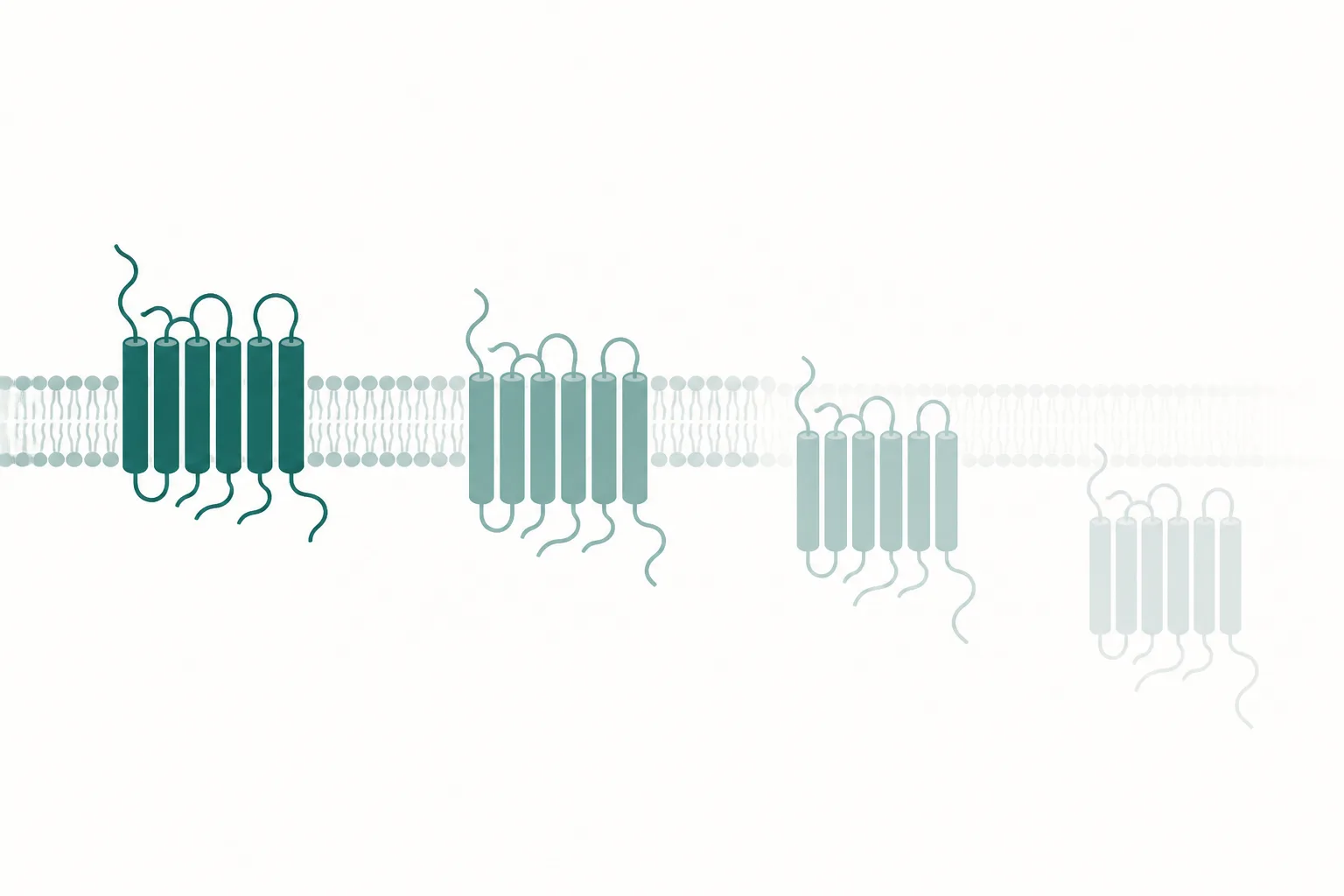 Abstract diagram showing receptor forms on a membrane band progressively withdrawing into the cell interior