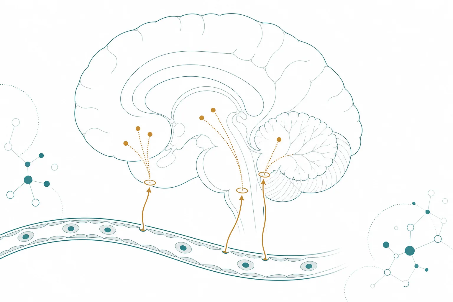 Scientific illustration of a sagittal brain schematic marking the median eminence, area postrema and subfornical organ as gaps in the barrier, with entry arrows and downstream projections