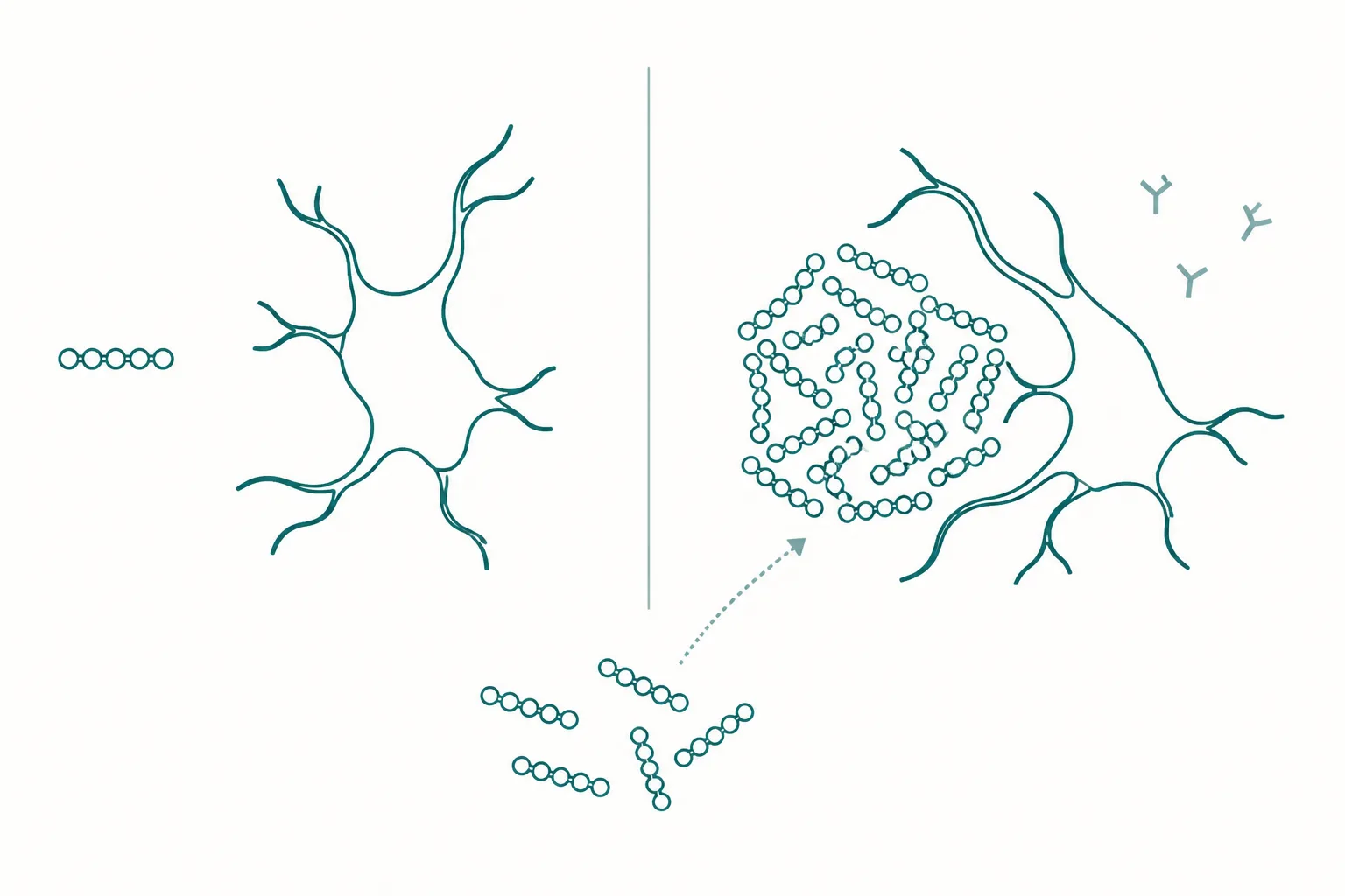 Abstract diagram contrasting a single small chain ignored by a branched cell shape with a clustered mass of chains that the cell engages