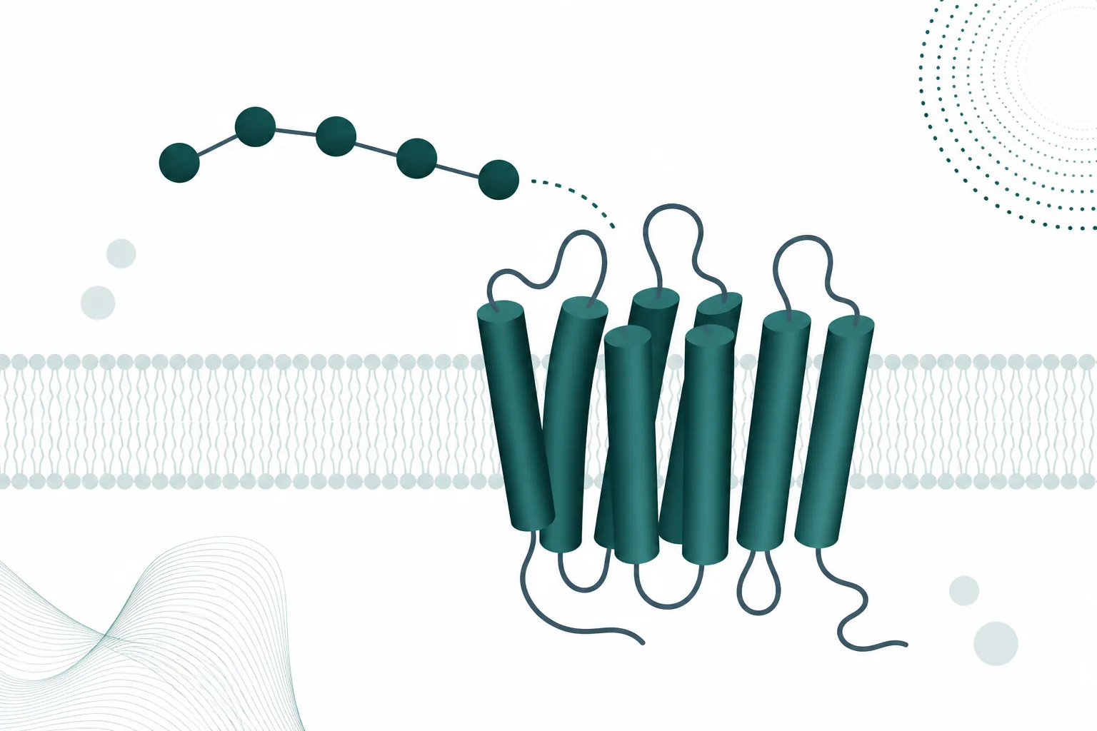 Abstract diagram of a five-node peptide chain meeting a receptor form against a pale background