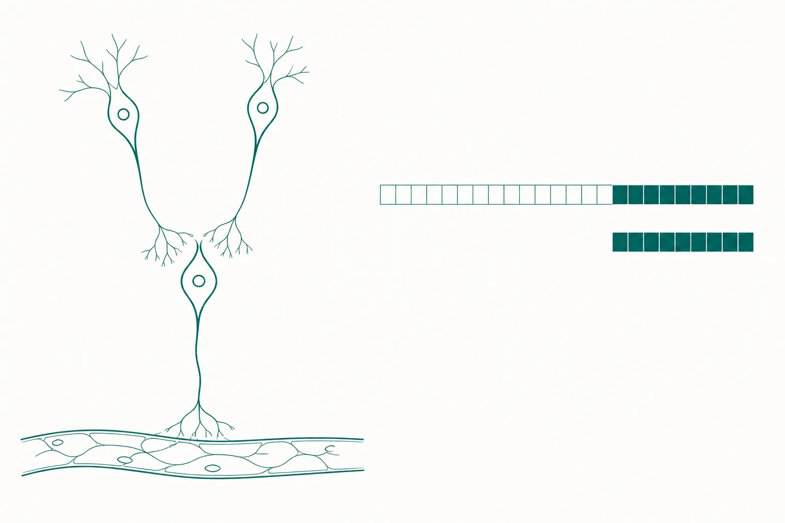 Scientific diagram of a hypothalamic circuit in which kisspeptin neurons project onto GnRH neurons, beside two aligned sequence bars showing a long peptide and a short peptide that share their right-hand end
