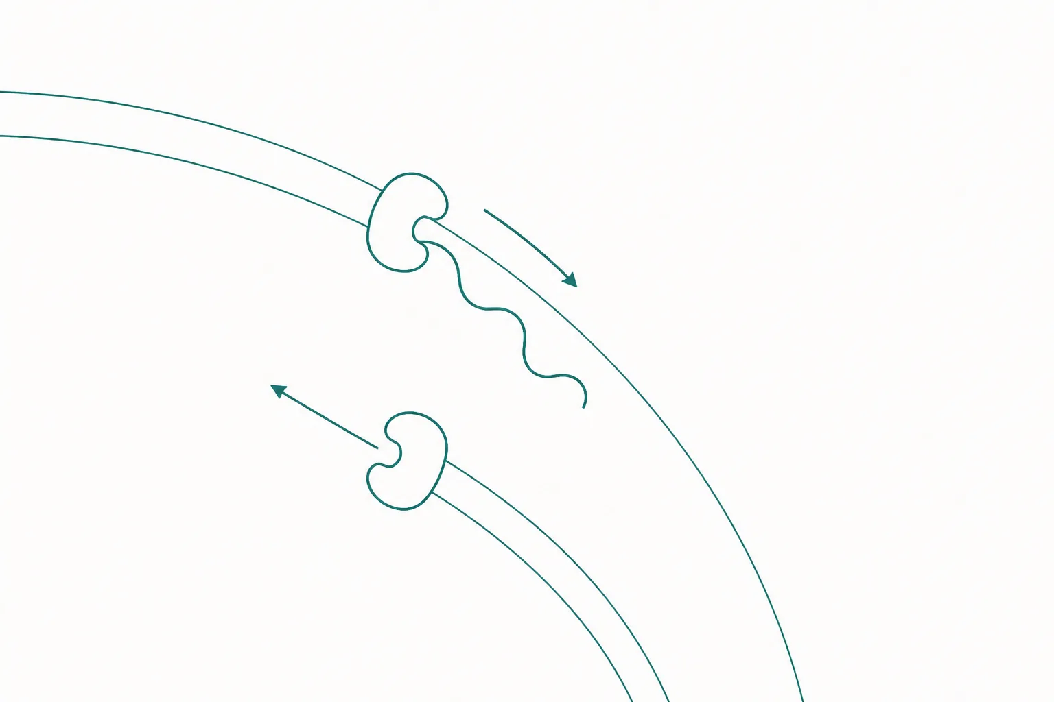 Diagram of a small carrier shape crossing a double membrane with a long-chain cargo attached, and the same carrier returning across the membrane empty.