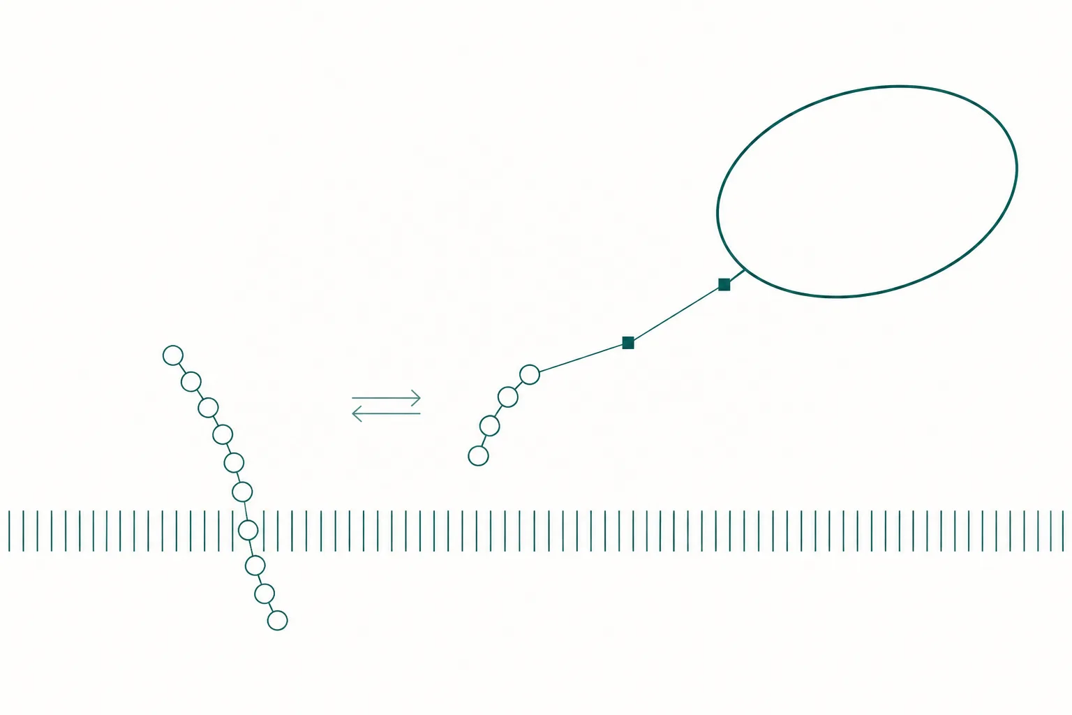 Abstract diagram of a small peptide chain tethered by a long straight line to a large ellipse, resting above a fine mesh barrier that the untethered chain passes through