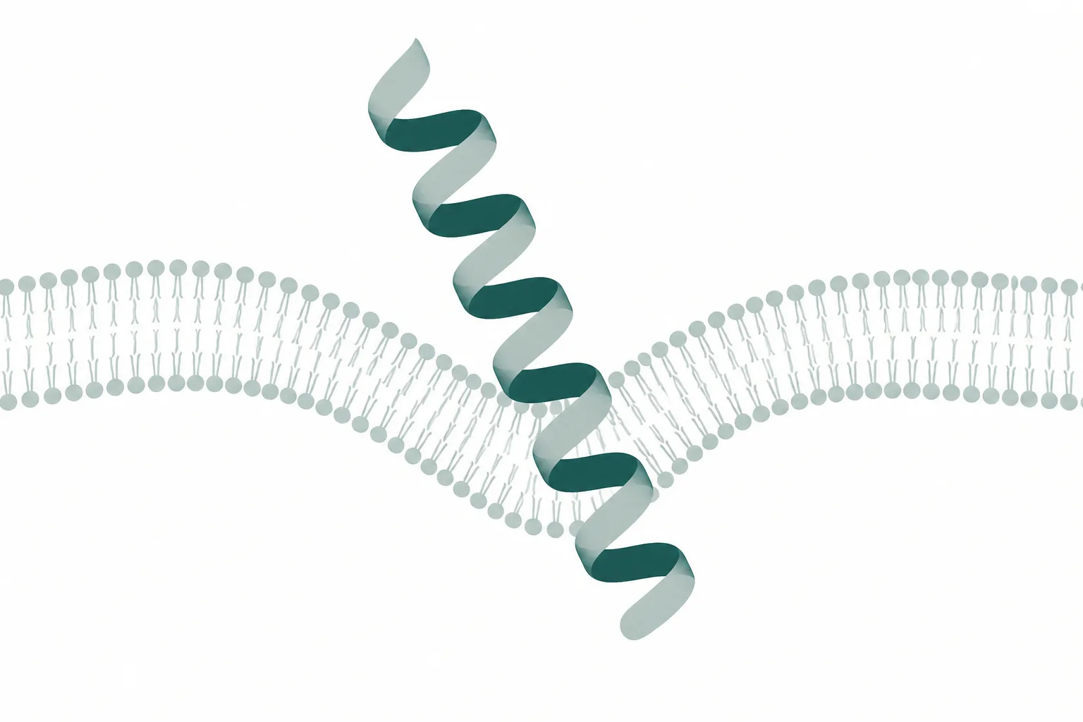 Abstract diagram of a helical ribbon with charged and uncharged faces lying against a curved lipid bilayer band