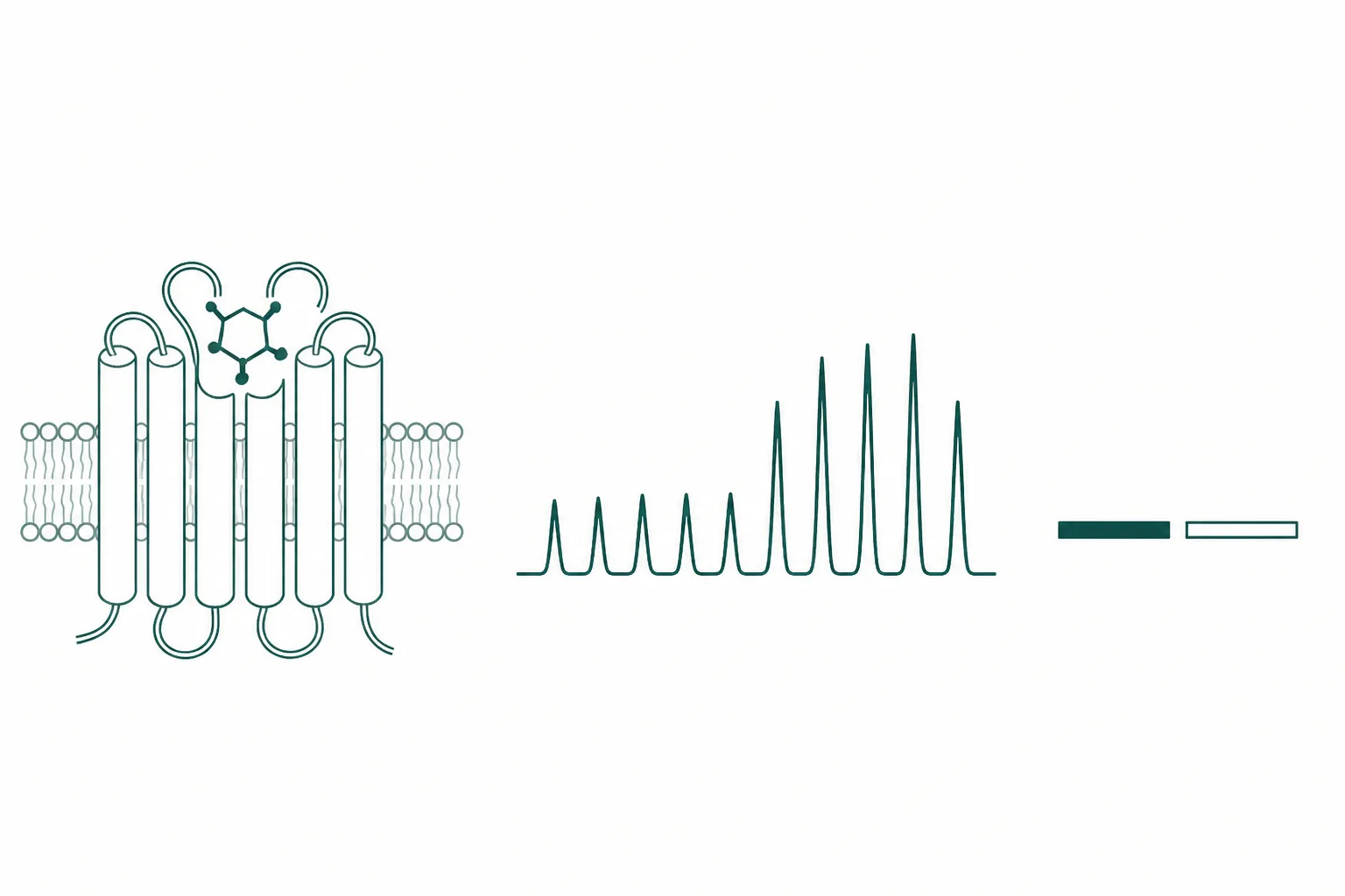 Scientific diagram of a seven-helix membrane receptor with a small ring-shaped ligand in its pocket, beside a pulsatile hormone trace and a flat bar showing a functional endpoint