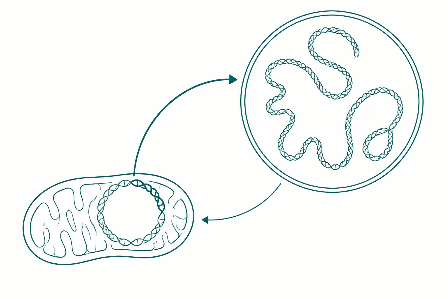 Diagram of a small circular genome inside an organelle with an arrow running outward to a larger nuclear circle, indicating signalling from mitochondrion to nucleus