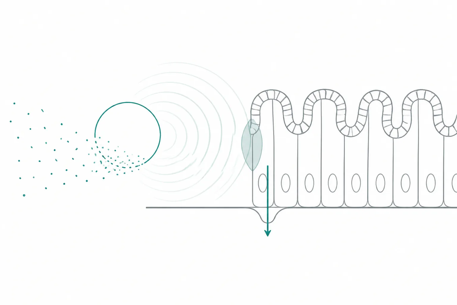 Abstract diagram of an eroding tablet against a folded epithelial surface, with a small shaded zone of altered local conditions and a single arrow crossing the cell layer