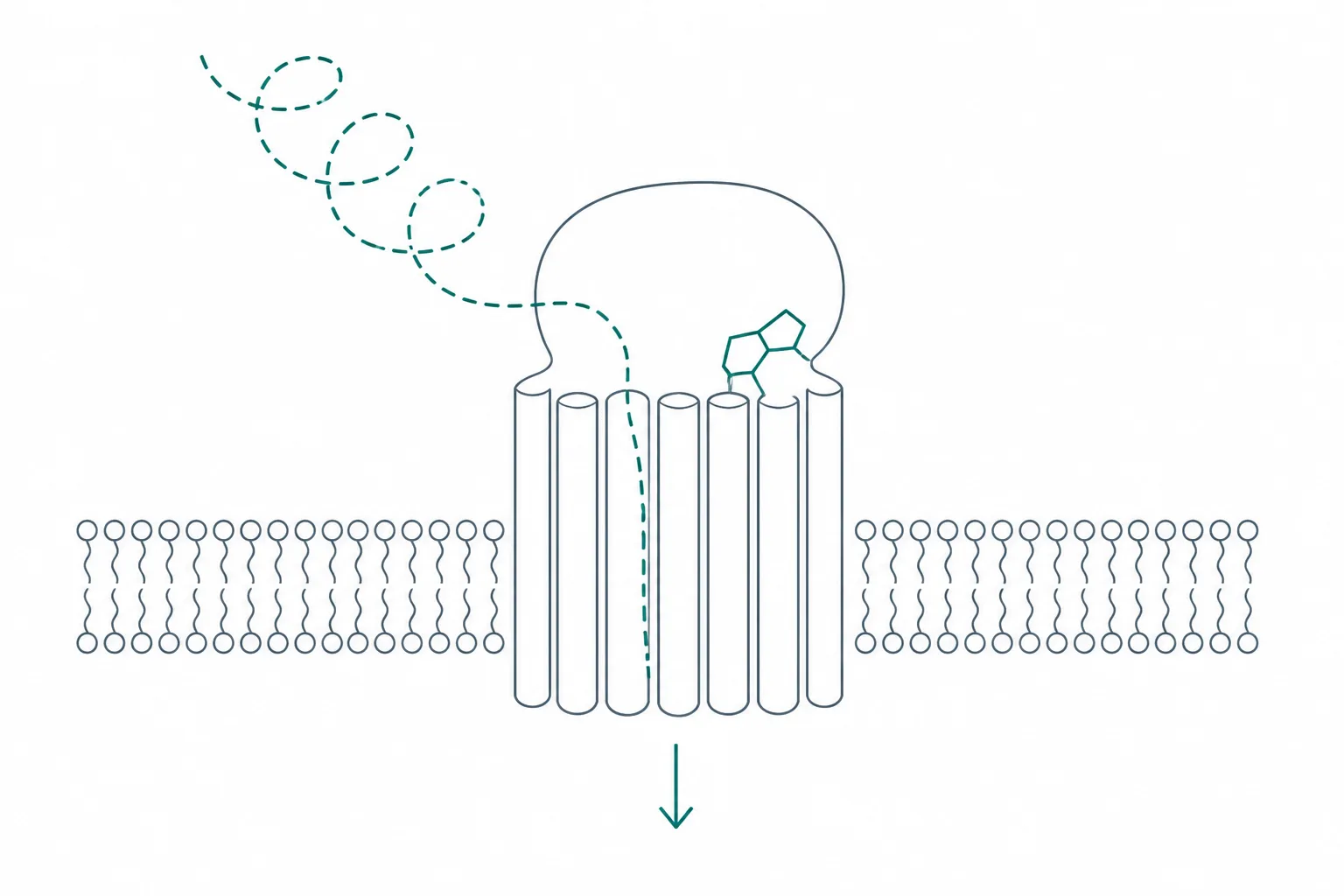 Abstract diagram of a receptor shape in a membrane band, with a long ribbon entering from above at one site and a small compact form docking at a separate pocket higher in the structure