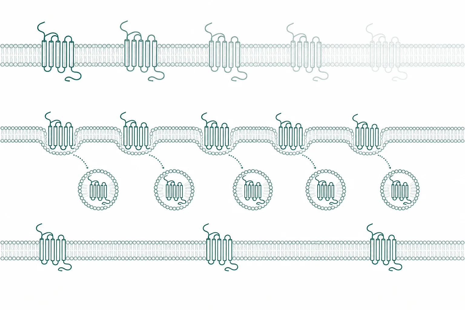 Abstract diagram of three horizontal bands showing receptor forms thinning out at three different rates along each band
