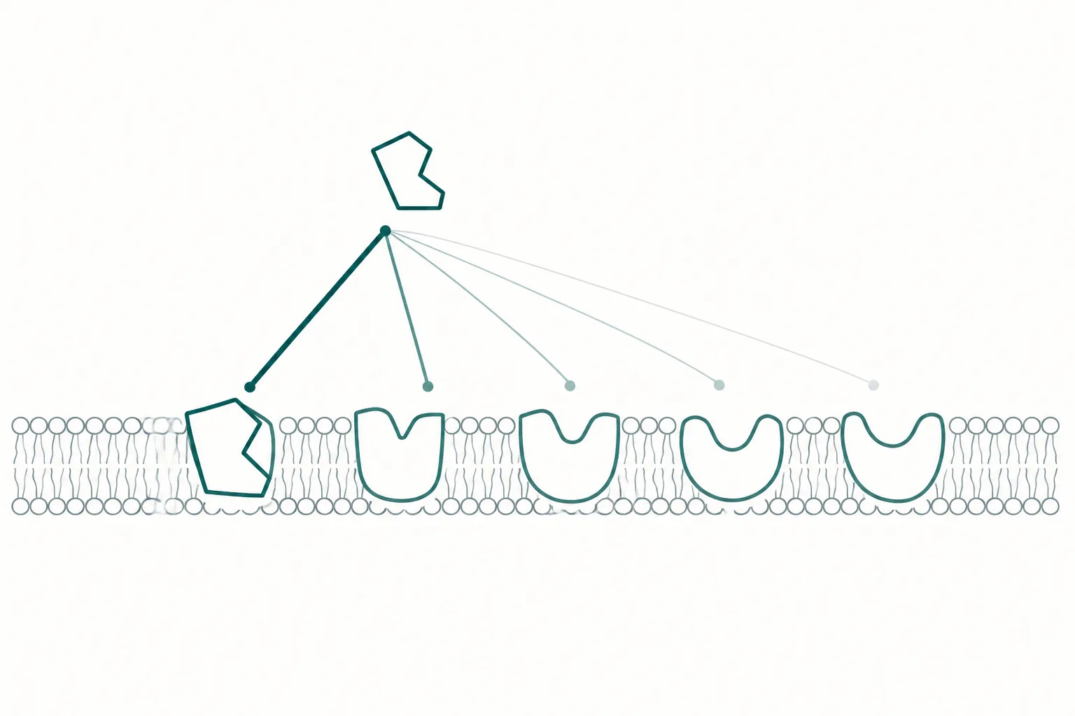 Abstract diagram of one small angular ligand shape above five receptor pockets of graded similarity on a membrane band