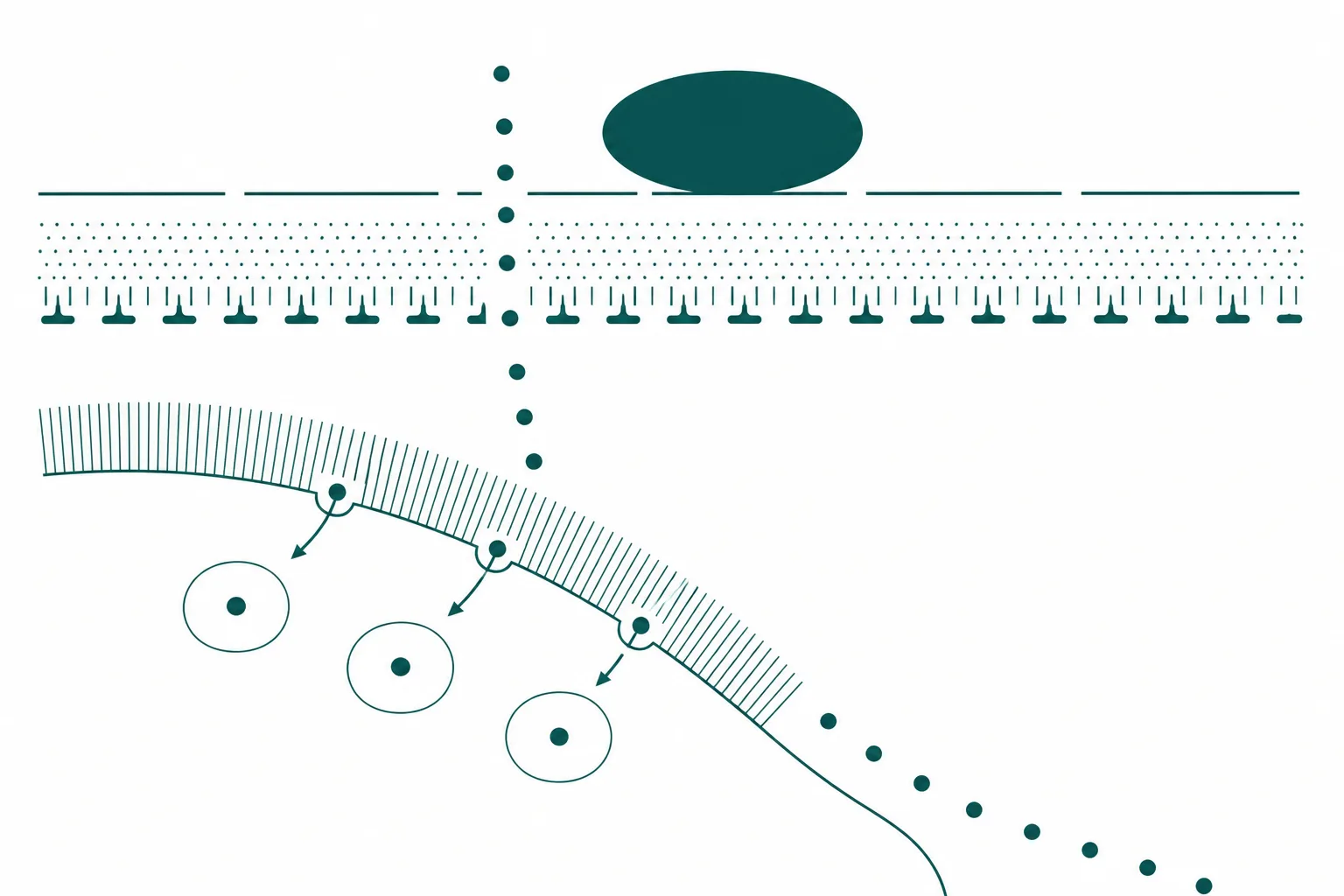 Abstract diagram of small circles passing freely through a three-layered barrier into a channel where hook shapes capture them against a fringed wall