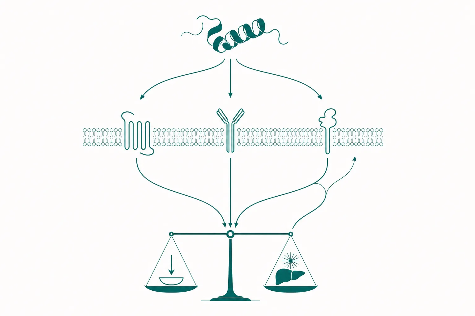 Diagram of one peptide ribbon signalling through three receptor shapes, the three paths converging on a two-pan beam balance representing energy intake and energy expenditure