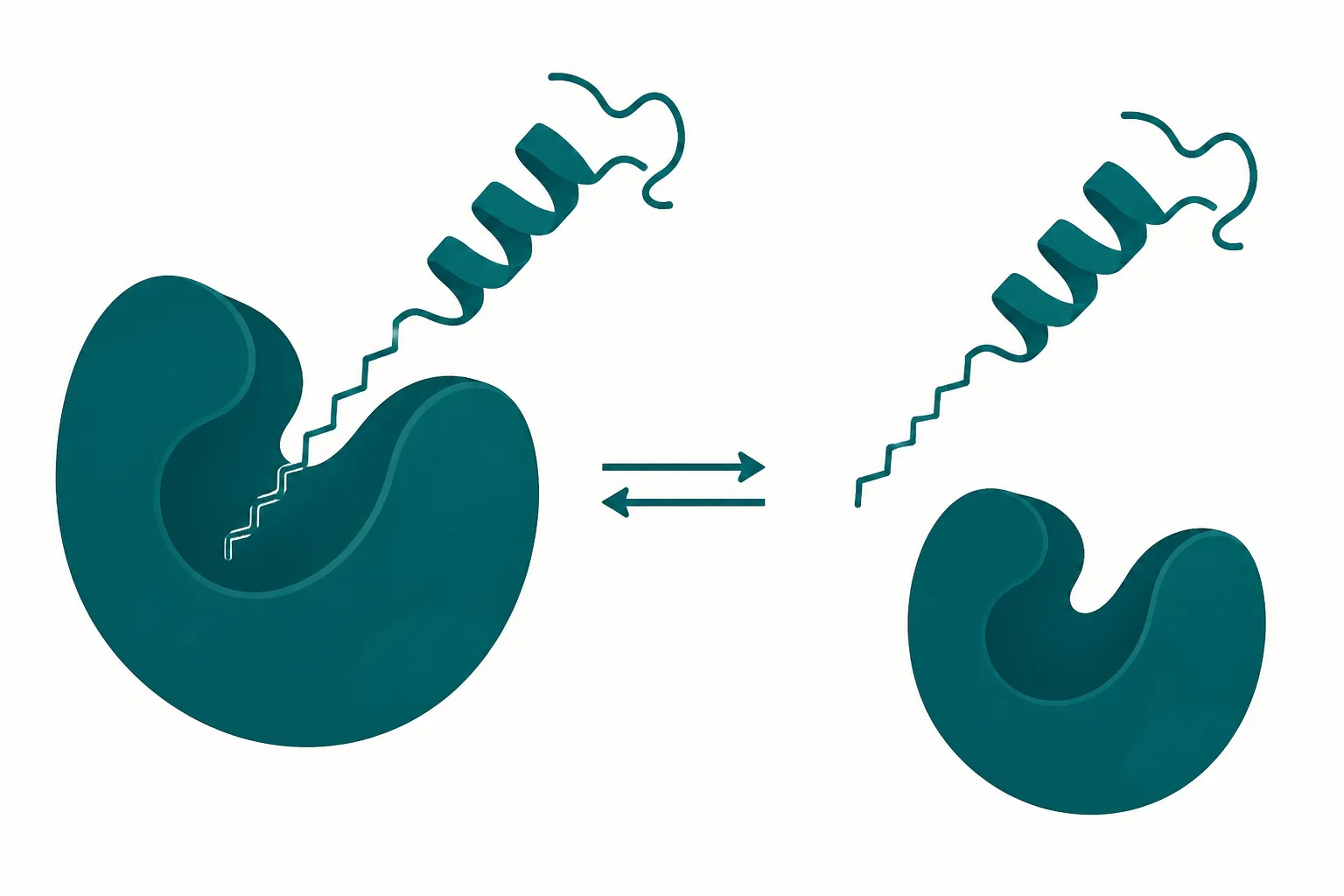 Diagram of a peptide chain with a long fatty acid tail binding reversibly to a large carrier protein