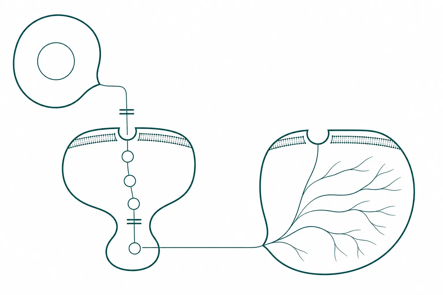 Scientific diagram of a signalling cascade running from a fat cell through a receptor-bearing neuron to a second neuron carrying a receptor pocket, with two points in the chain marked by breaks