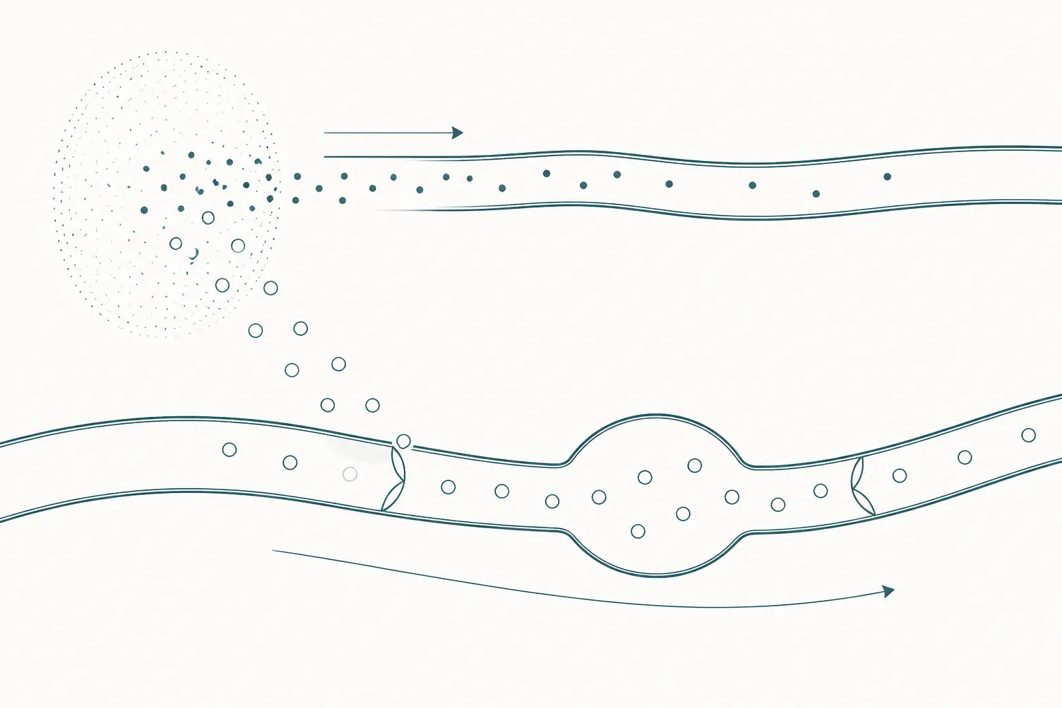 Abstract diagram of a diffuse region from which small circles pass into a narrow tube while larger circles drift into a wider valved channel