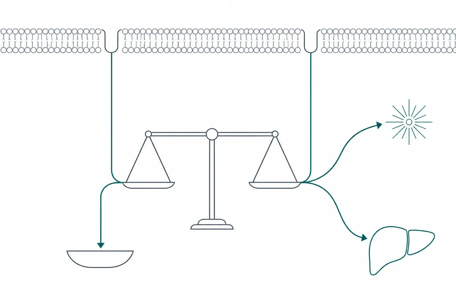 Abstract diagram of a two-pan balance in which one arm splits into two opposing arrows, one descending toward a lobed organ shape and one ascending