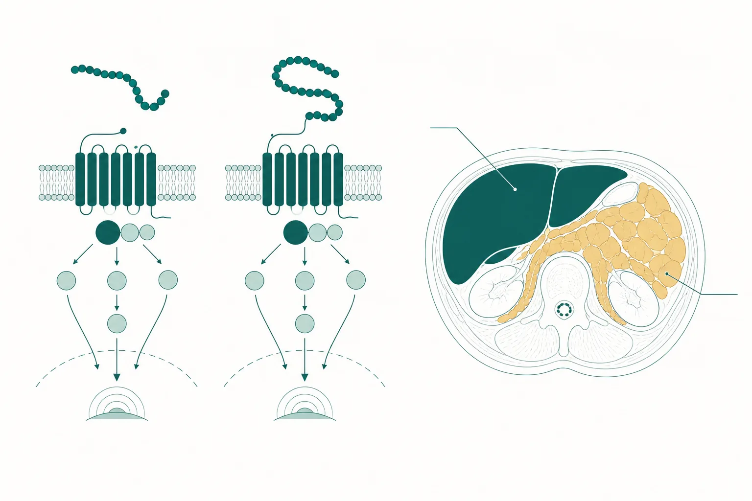 Scientific illustration of glucagon and GLP-1 receptor signalling schematics beside an abdominal cross-section marking visceral and hepatic fat compartments