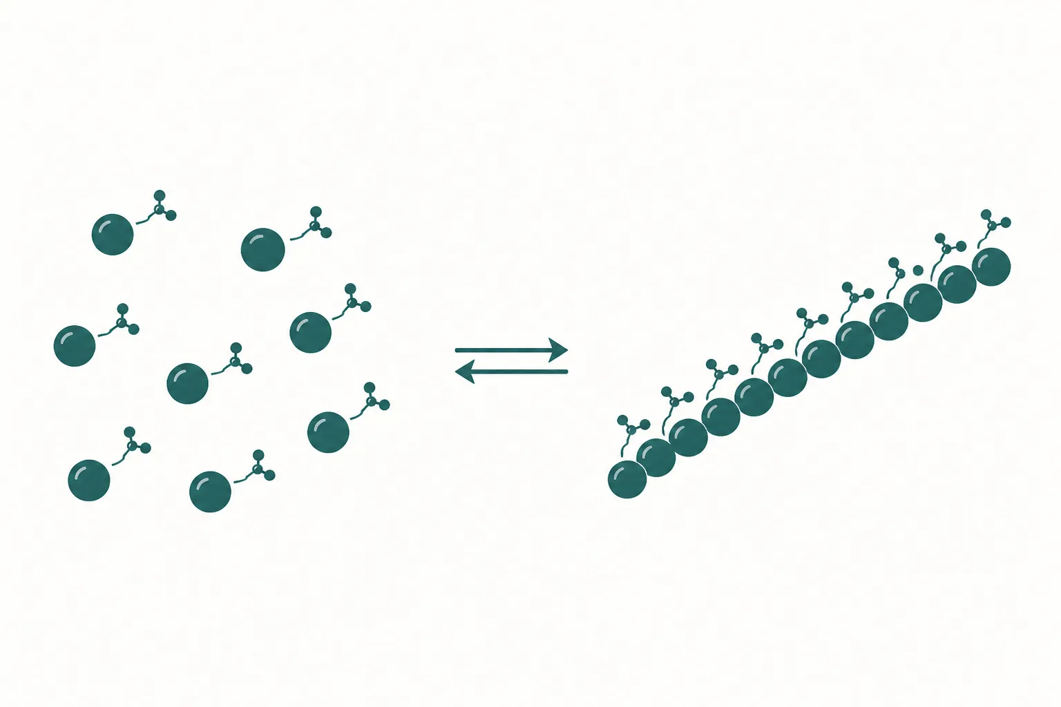 Diagram contrasting free actin monomers held in a bound pool with actin monomers assembled into a filament