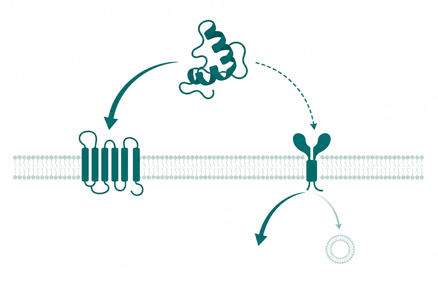 Diagram of one peptide ribbon binding two different receptor shapes, with downstream arrows of unequal thickness at the second receptor